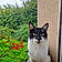 Minette