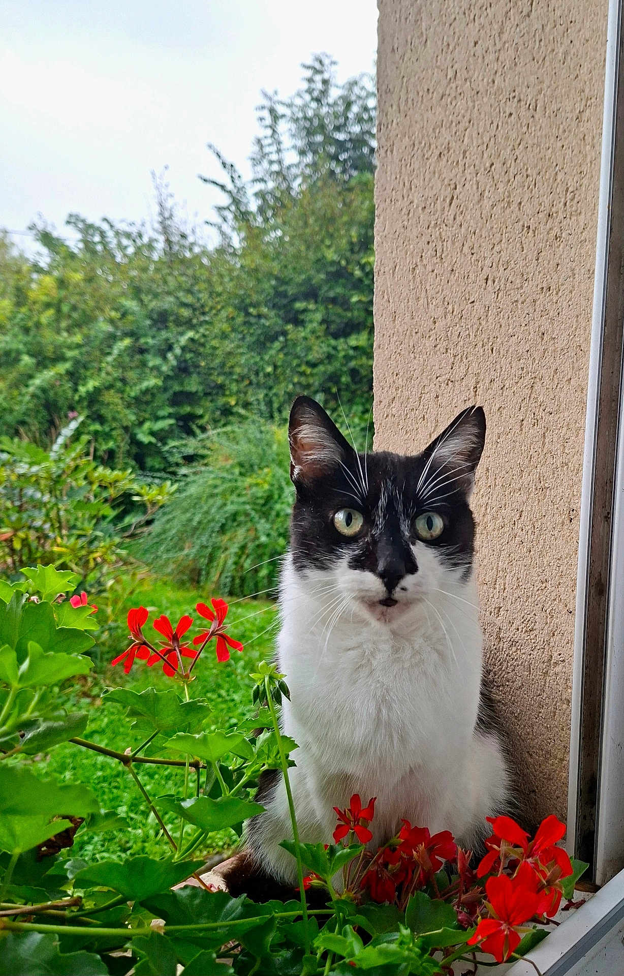 Minette