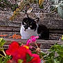 cat, black_and_white, flowers, wooden_planks, greenery, outdoor, nature, curious, pet, animal, garden, plants, closeup, colorful, foliage, daylight, texture, wildlife, mammal, whiskers