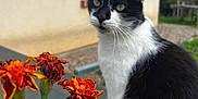 Minette participe au concours pour gagner de l'argent avec cette photo : cat, animal, pet, black_and_white, flower, orange_flower, outdoor, garden, plant, window, house, curious, feline, nature, greenery, blurred_background, whiskers, portrait, sitting, daylight