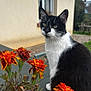 cat, animal, pet, black_and_white, flower, orange_flower, outdoor, garden, plant, window, house, curious, feline, nature, greenery, blurred_background, whiskers, portrait, sitting, daylight