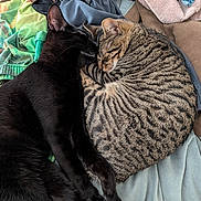 Junior And Jinx joined the competition — help win amazing prizes! cats, black_cat, tabby_cat, cuddling, sleeping, cozy, pets, felines, fur, striped_fur, whiskers, ears, closed_eyes, relaxed, bed, blankets, fabric, indoors, cuddle_pile, adorable