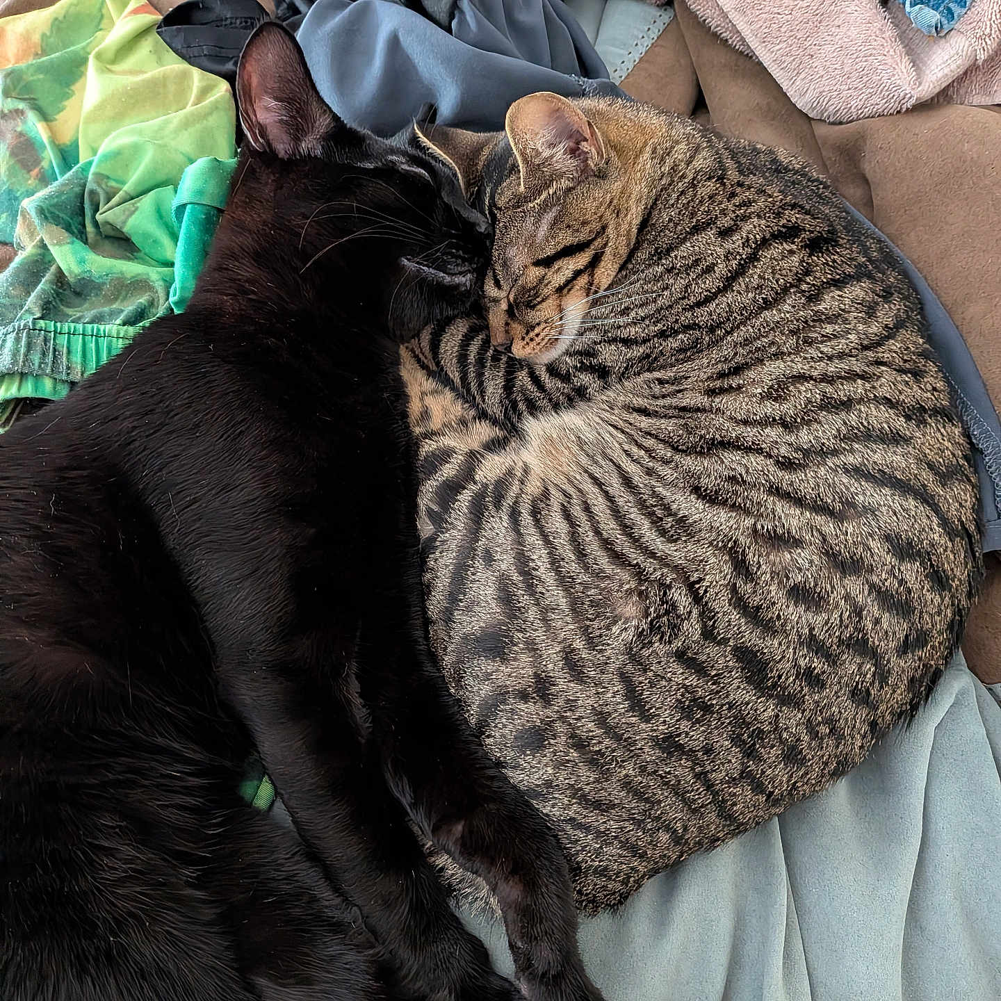 Junior And Jinx joined the competition — help win amazing prizes! cats, black_cat, tabby_cat, cuddling, sleeping, cozy, pets, felines, fur, striped_fur, whiskers, ears, closed_eyes, relaxed, bed, blankets, fabric, indoors, cuddle_pile, adorable