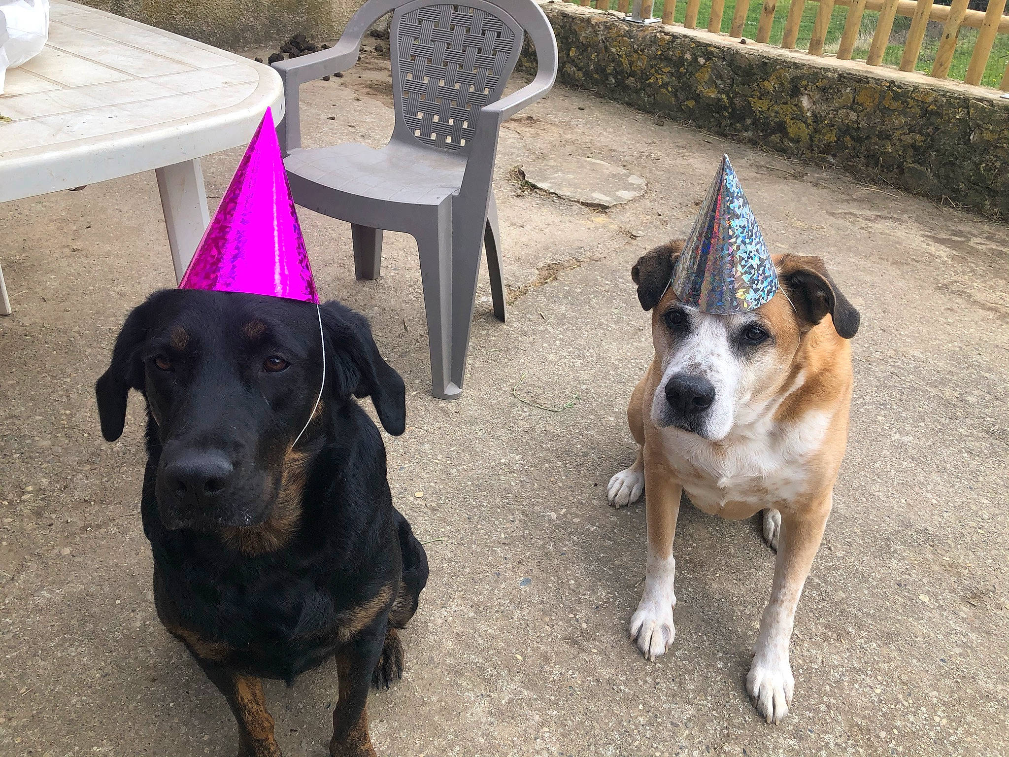 Tyché Et Eros participe au concours pour gagner de l'argent avec cette photo : canidae, carnivore, chair, collar, companion_dog, dog, dog_breed, dog_collar, dog_supply, fawn, fence, flooring, mammal, outdoor_furniture, outdoor_table, plant, snout, sporting_group, table, working_animal