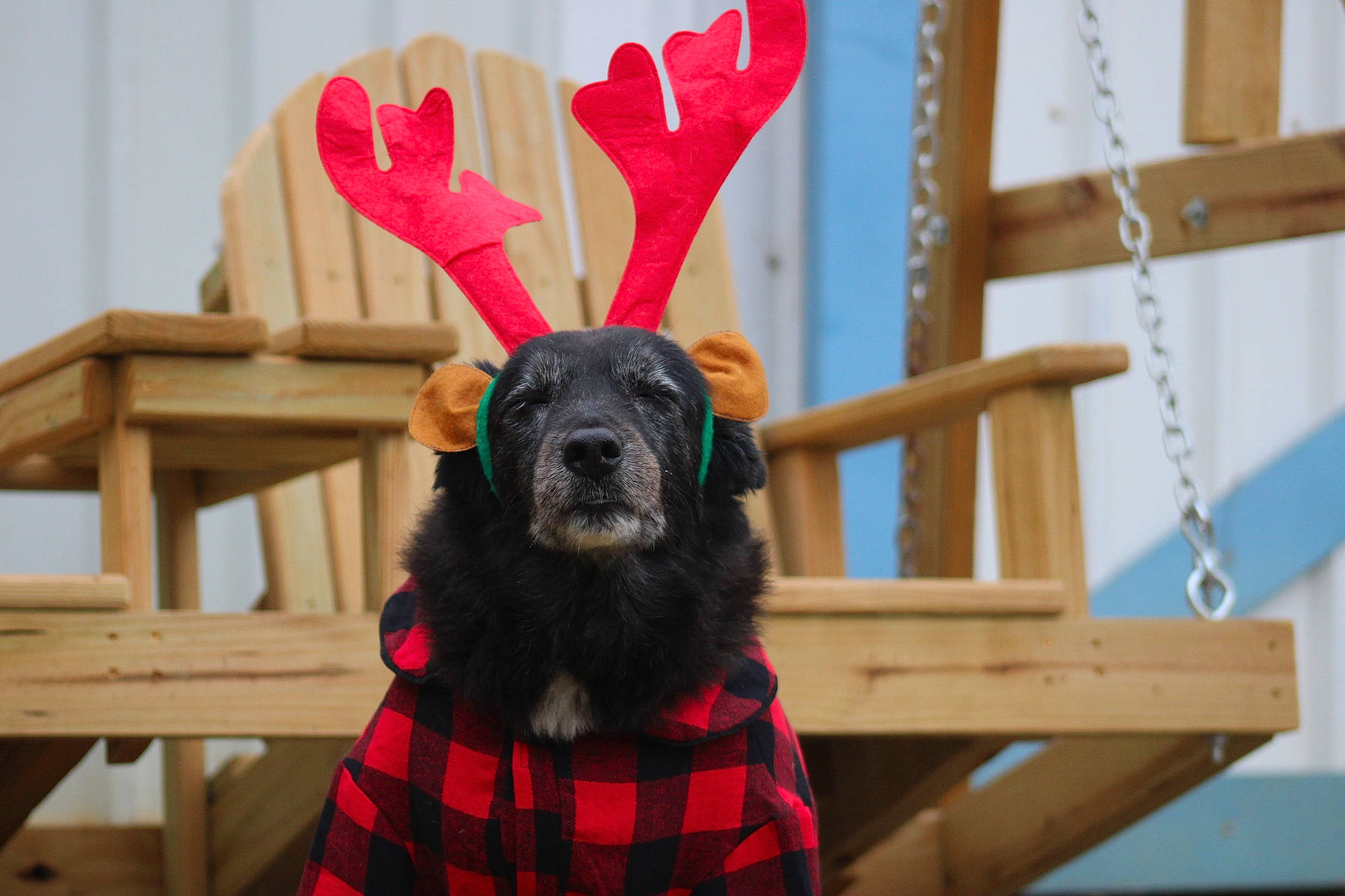 Tucker is registered to the contest to win money with this photo: canidae, carmine, carnivore, companion_dog, costume, dog, dog_breed, dog_supply, event, fawn, fur, holiday, pattern, plaid, red, snout, sporting_group, tartan, wood, working_animal