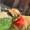 dog, golden_retriever, stick, bandana, orange_bandana, grass, yard, sunny, outdoor, pet, canine, playing, happy, mouth, animal, daylight, wooden_fence, cement, collar, nature
