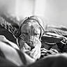 River is registered to the contest to win money with this photo: animal, bed, bedding, black_and_white, blanket, calm, close_up, cozy, dog, indoors, monochrome, nap, pet, portrait, puppy, relaxed, resting, sleeping, snout, soft_lighting