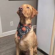 River is registered to the contest to win money with this photo: bandana, break_room, brown_fur, canine, chalkboard, collar, dog, doorway, floor, funny, golden_retriever, indoor, looking_up, office, pet, portrait, sitting, upright_pose, wall, water_dispenser