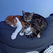 Kwouete Et Savannah participe au concours pour gagner de l'argent avec cette photo : cats, felines, orange_cat, tabby_cat, white_fur, striped_fur, sleeping, awake, cuddling, pet, animal, whiskers, ears, paws, tail, couch, sofa, indoor, cozy, portrait