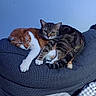 cats, felines, orange_cat, tabby_cat, white_fur, striped_fur, sleeping, awake, cuddling, pet, animal, whiskers, ears, paws, tail, couch, sofa, indoor, cozy, portrait