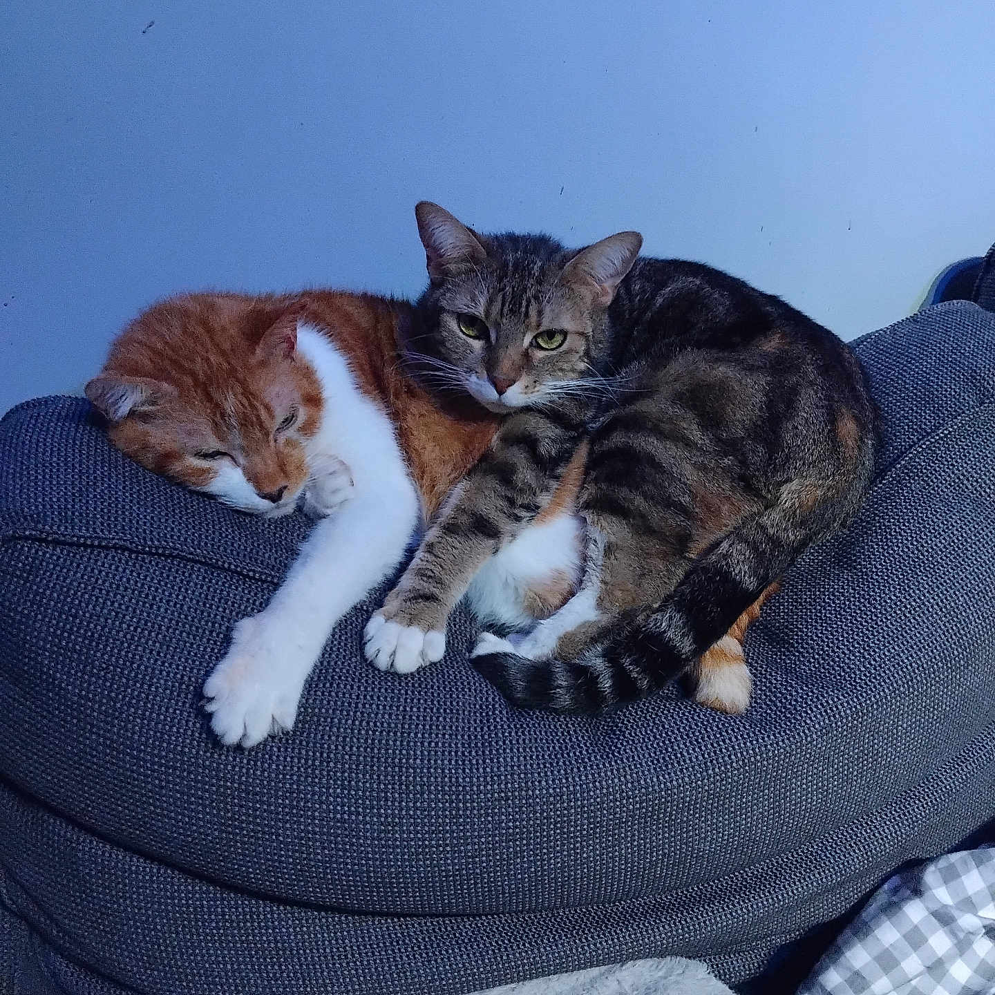 Kwouete Et Savannah