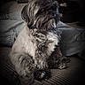 Dotti is registered to the contest to win money with this photo: dog, pet, curly_fur, sitting, couch, indoor, cozy, furniture, fur, animal, companion, relaxed, side_view, small_dog, curled_tail, domestic, cute, fluffy, portrait, home