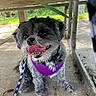 Dotti joined the competition — help win amazing prizes! dog, pet, purple_harness, leash, concrete_floor, wooden_bench, outdoor, greenery, happy, tongue_out, small_dog, fur, sitting, daylight, shadow, collar, playful, cute, animal, canine