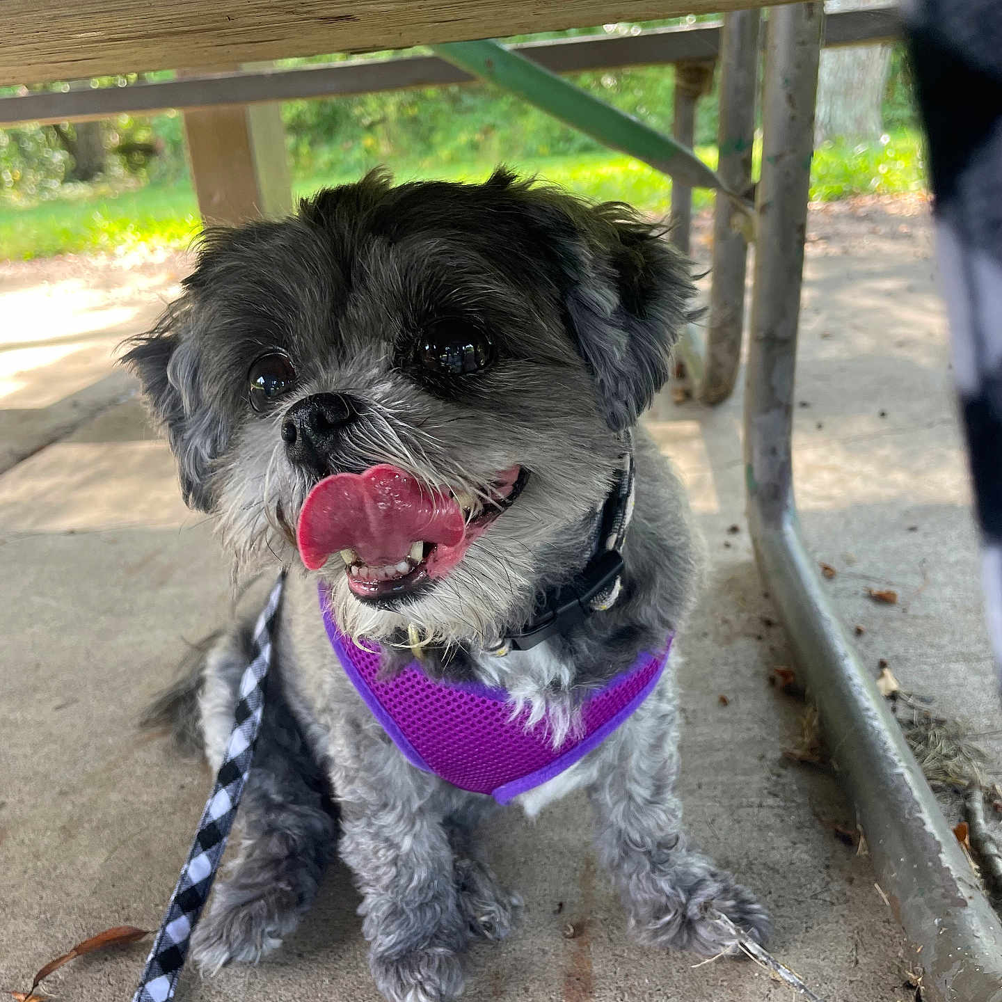 Dotti joined the competition — help win amazing prizes! dog, pet, purple_harness, leash, concrete_floor, wooden_bench, outdoor, greenery, happy, tongue_out, small_dog, fur, sitting, daylight, shadow, collar, playful, cute, animal, canine
