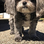 Dotti joined the competition — help win amazing prizes! dog, gray_fur, fluffy, outdoor, gravel, sunlight, pet, animal, canine, small_dog, fur, cute, standing, shadow, collar, close_up, daytime, nature, looking, portrait