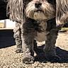 dog, gray_fur, fluffy, outdoor, gravel, sunlight, pet, animal, canine, small_dog, fur, cute, standing, shadow, collar, close_up, daytime, nature, looking, portrait