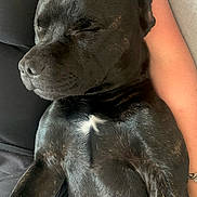 Reiko participe au concours pour gagner de l'argent avec cette photo : adorable, animal, black_dog, closeup, comfort, companion, cute, dog, friendship, fur, human_arm, indoor, lap, paw, peaceful, pet, relaxation, resting, sleeping, white_patch