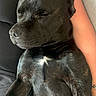 adorable, animal, black_dog, closeup, comfort, companion, cute, dog, friendship, fur, human_arm, indoor, lap, paw, peaceful, pet, relaxation, resting, sleeping, white_patch