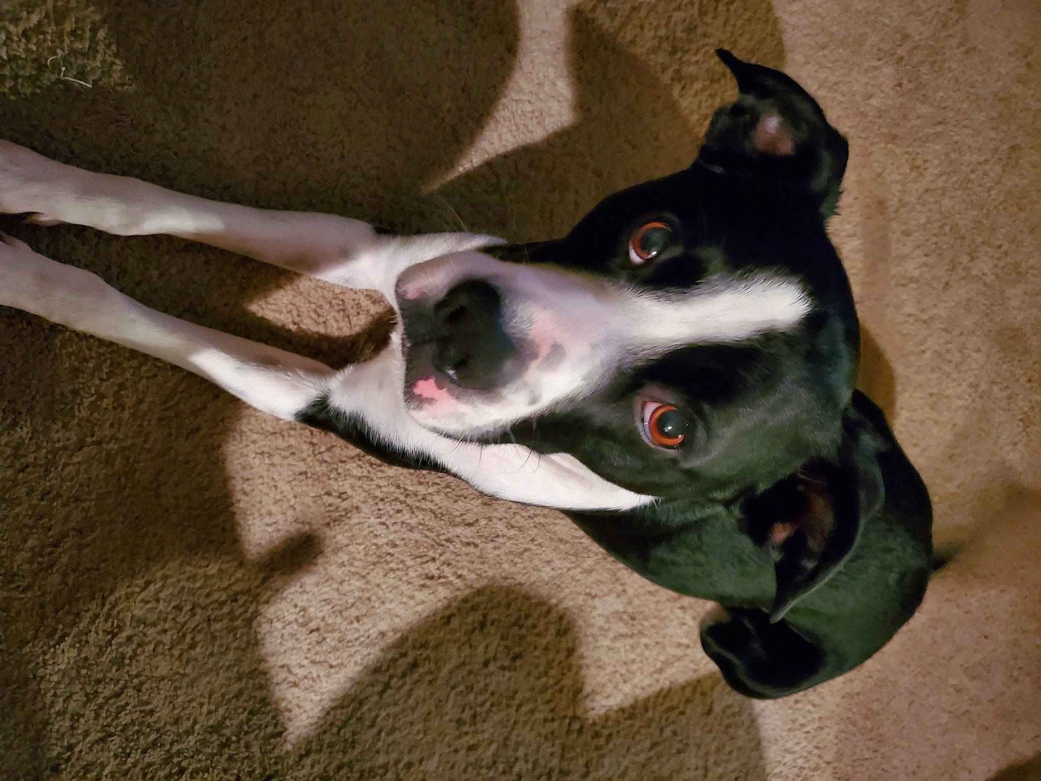 Moose is registered to the contest to win money with this photo: basenji, canidae, carnivore, dog, dog_breed, feist, lurcher, mammal, mcnab, non_sporting_group, rat_terrier, snout, teddy_roosevelt_terrier, whiskers