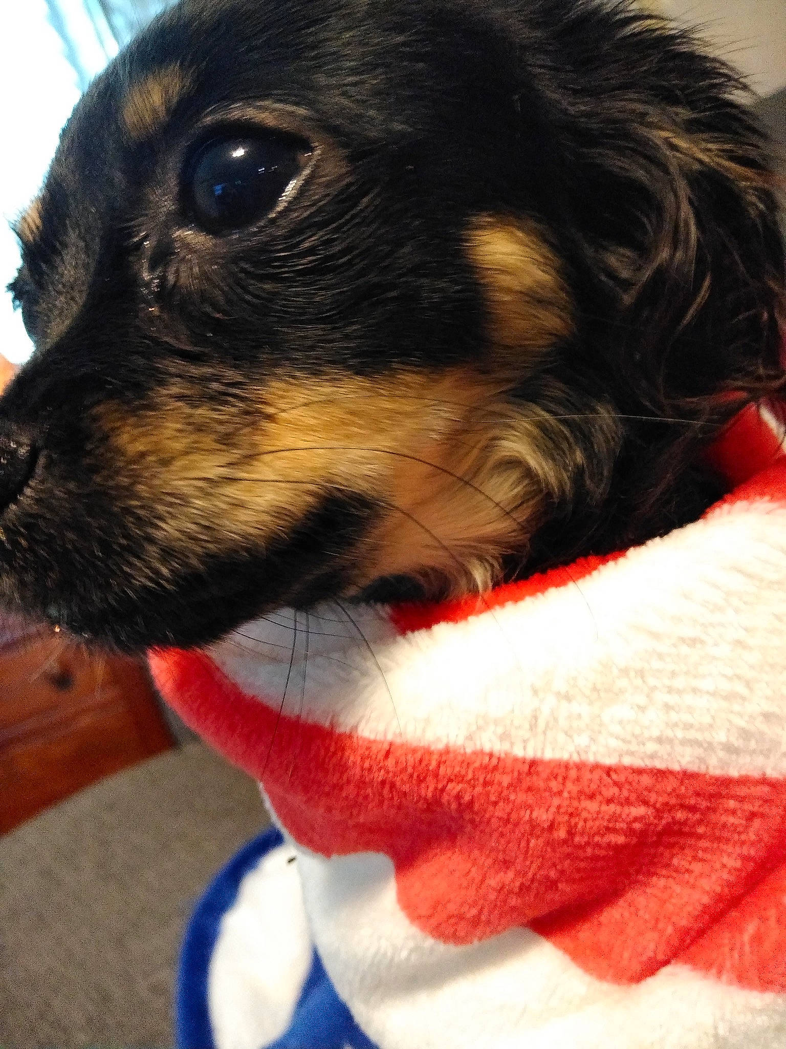 Isabelle is registered to the contest to win money with this photo: canidae, carnivore, companion_dog, dog, dog_breed, dog_clothes, puppy, puppy_love, rat_terrier, ratonero_bodeguero_andaluz, snout, toy_fox_terrier