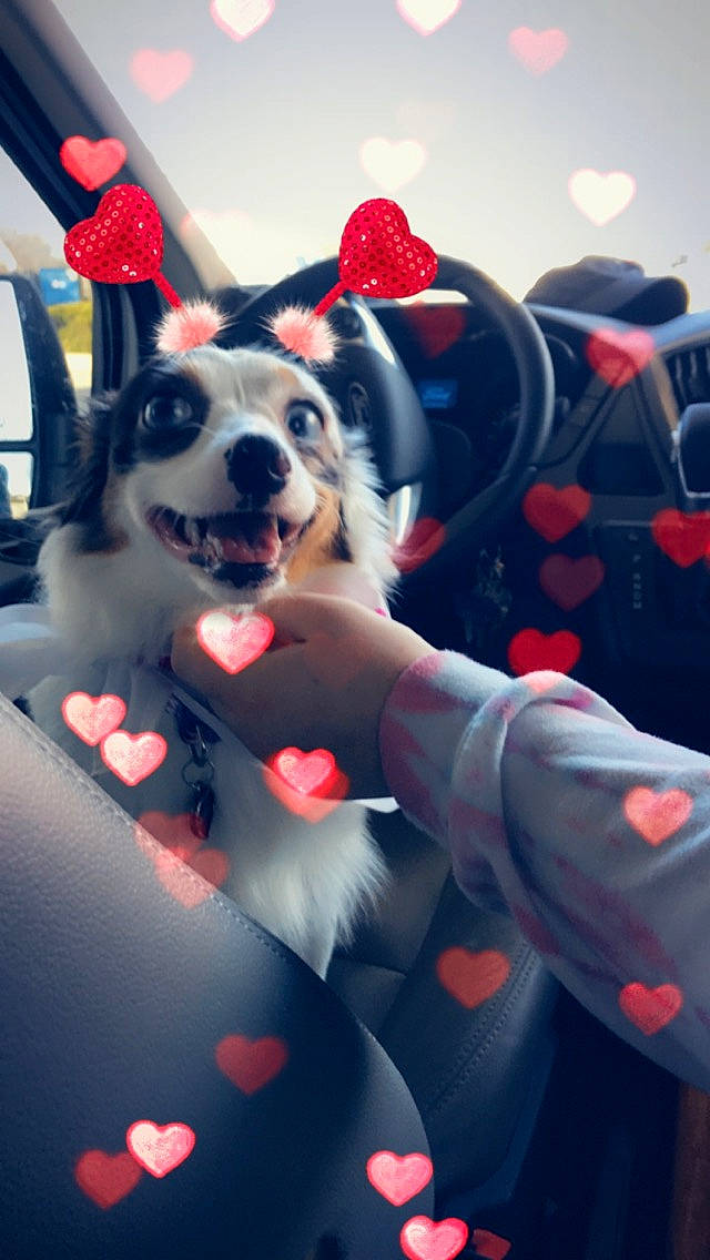 Lilly joined the competition — help win amazing prizes! canidae, carnivore, companion_dog, dog, dog_breed, pembroke_welsh_corgi, puppy, red, siberian_husky, snout