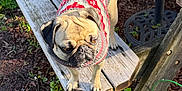Coco joined the competition — help win amazing prizes! dog, pug, sweater, wooden_bench, outdoor, garden, greenery, mulch, pet, animal, canine, fur, cute, small_dog, sunlight, nature, playful, companion, looking_away, winter_clothing