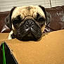 Coco is registered to the contest to win money with this photo: pug, dog, pet, cardboard, box, indoor, leather_couch, blinds, close_up, face, resting, brown, black, fur, whiskers, cute, expression, animal, companion, home