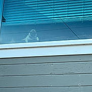 Coco is registered to the contest to win money with this photo: dog, window, blinds, indoor, pet, pug, curious, glass, reflection, blue, home, animal, shy, house, looking, daylight, furniture, wood, pane, small