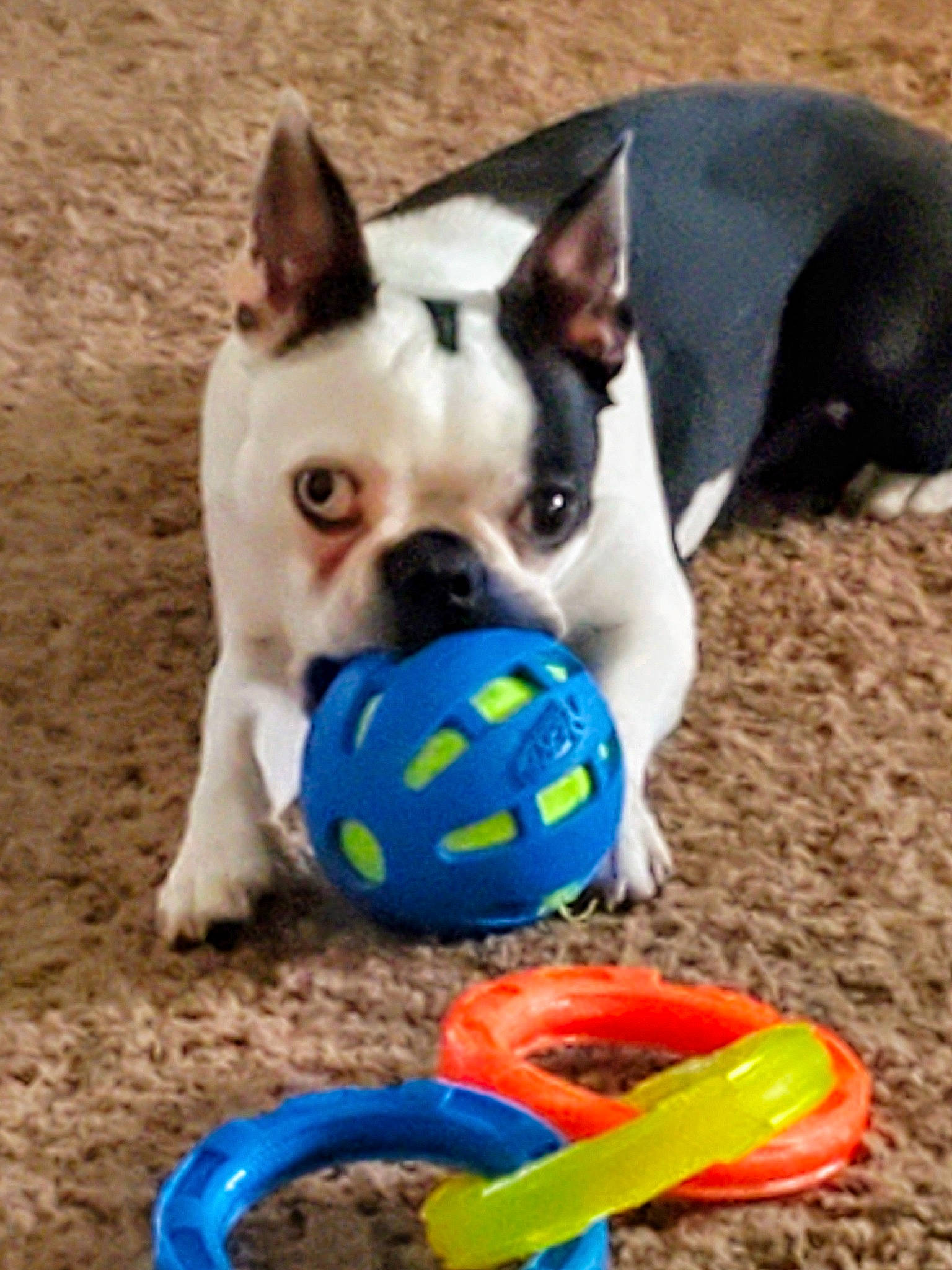 Belle joined the competition — help win amazing prizes! australian_bulldog, ball, boston_terrier, canidae, carnivore, cat_toy, collar, companion_dog, dog, dog_breed, dog_supply, dog_toy, french_bulldog, mammal, non_sporting_group, play, puppy, snout, tennis_ball, toy_bulldog