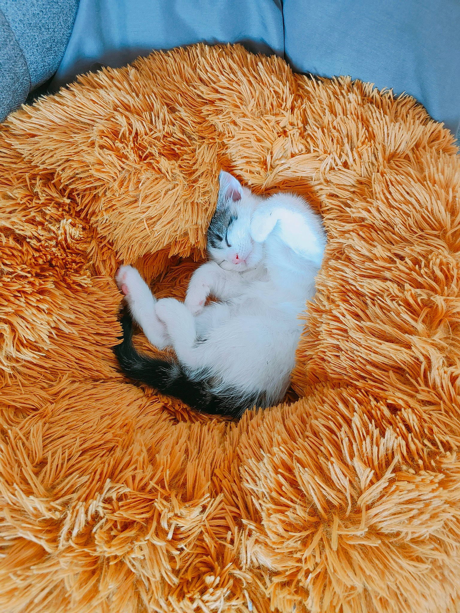 Looping a rejoint le concours — aidez-le/la à gagner de superbes lots ! basket, carnivore, cat, cat_bed, cat_supply, comfort, domestic_short_haired_cat, fawn, felidae, fur, grass, hay, pumpkin, small_to_medium_sized_cats, tail, textile, thread, whiskers, wood, wool