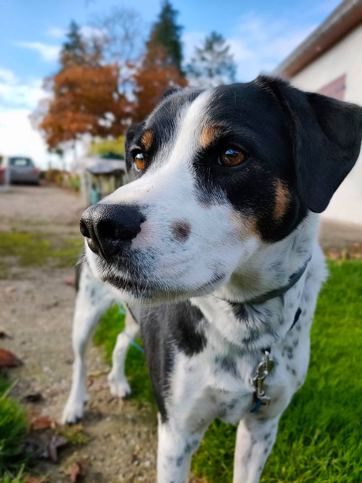 Loky a rejoint le concours — aidez-le/la à gagner de superbes lots ! canidae, carnivore, cloud, collar, companion_dog, dog, dog_breed, dog_collar, grass, gun_dog, hunting_dog, plant, sky, snout, sporting_group, tree, vehicle, whiskers, working_animal, working_dog