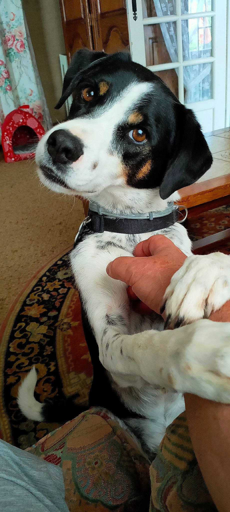 Loky a rejoint le concours — aidez-le/la à gagner de superbes lots ! beaglier, canidae, carnivore, collar, comfort, companion_dog, dog, dog_breed, dog_collar, dog_supply, fawn, fur, giant_dog_breed, non_sporting_group, pet_supply, snout, sporting_group, whiskers, working_animal, working_dog