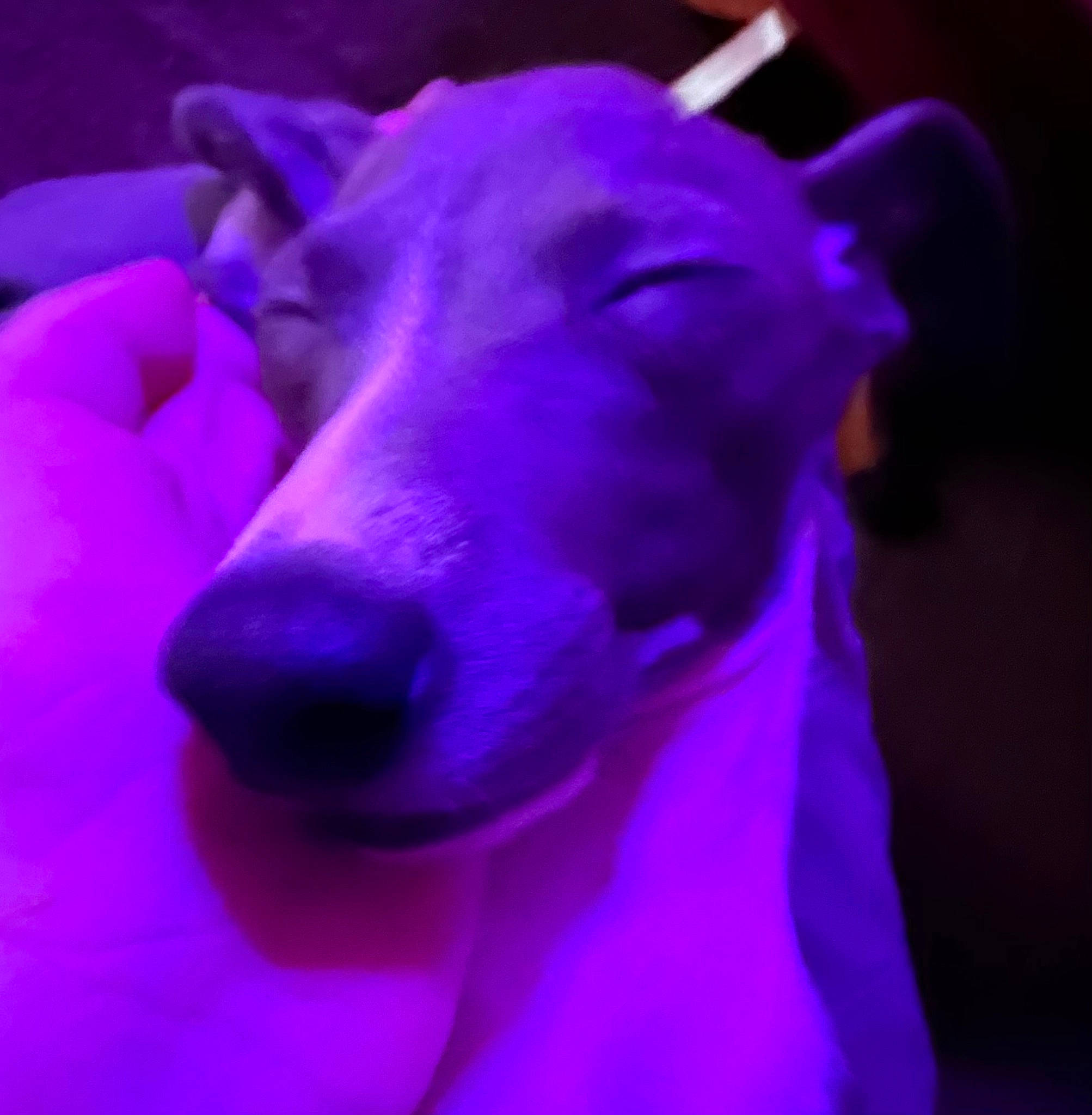 Lulu is registered to the contest to win money with this photo: canidae, carnivore, companion_dog, darkness, dog, dog_breed, ear, electric_blue, fawn, felidae, fur, magenta, non_sporting_group, purple, snout, sporting_group, toy_dog, violet, whiskers, working_animal