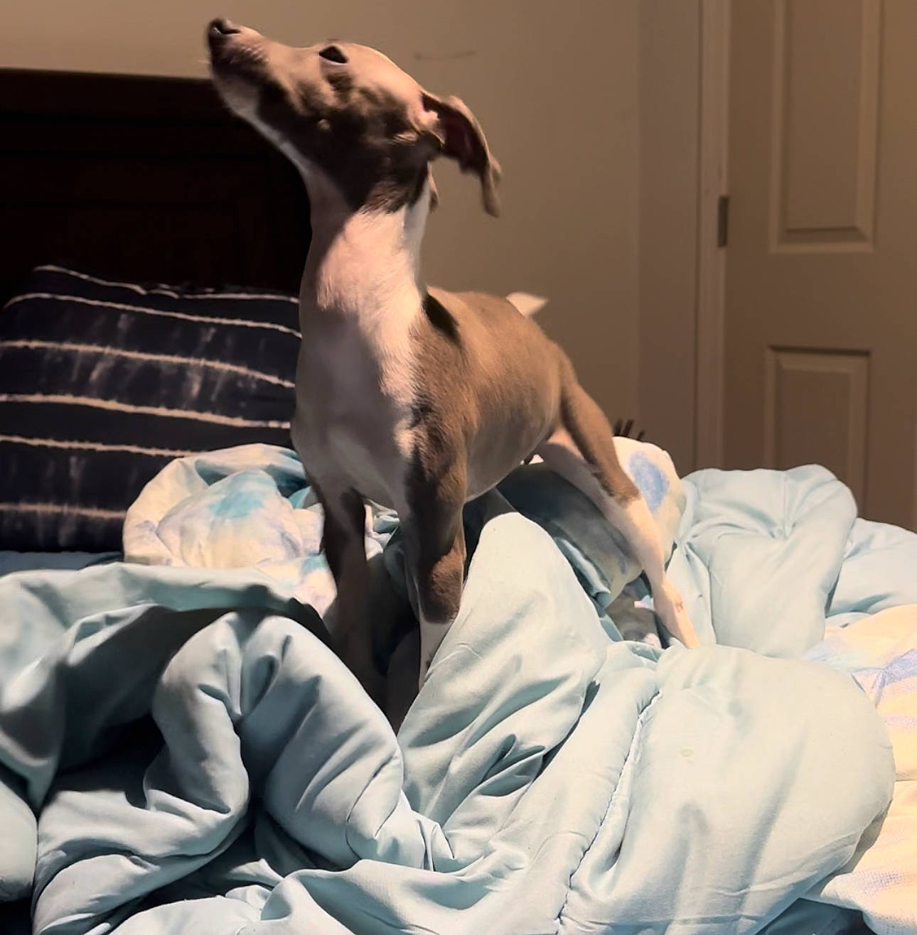 Lulu joined the competition — help win amazing prizes! bedding, canidae, carnivore, comfort, companion_dog, dog, dog_breed, dog_supply, door, fawn, grey, linens, rampur_greyhound, sighthound, snout, sporting_group, terrestrial_animal, toy_dog, whiskers, working_animal