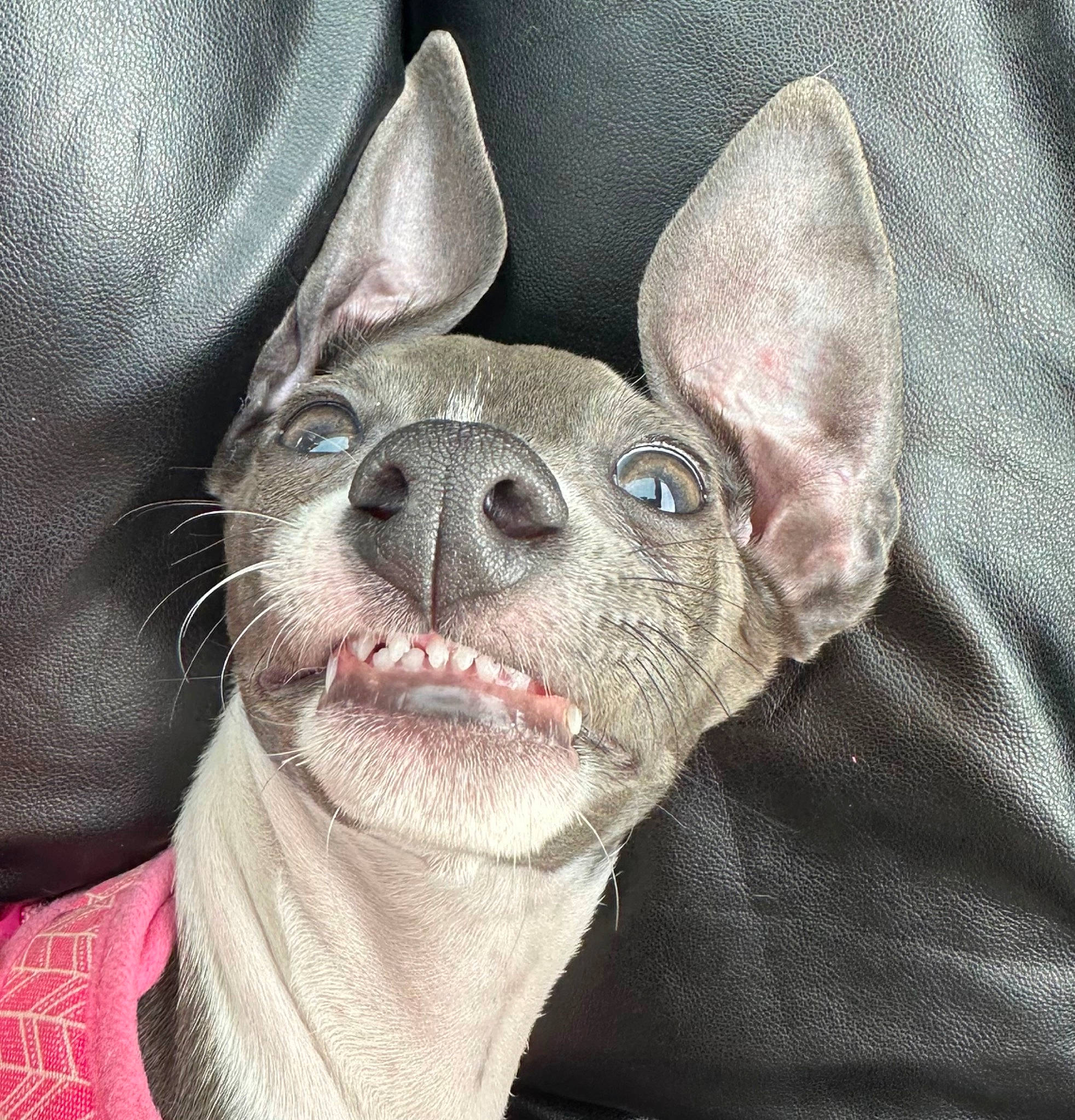 Lulu joined the competition — help win amazing prizes! canidae, carnivore, close_up, comfort, companion_dog, dog, dog_breed, ear, fawn, flesh, fur, grey, selfie, snout, sporting_group, terrestrial_animal, toy_dog, whiskers, working_animal, wrinkle