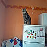 cat, tabby_cat, refrigerator, kitchen, orange_wall, fruit_magnets, bags, indoor, pet, animal, furniture, appliance, wallpaper, peeling_paint, domestic, household, storage, colorful, sitting, green_eyes