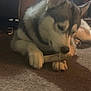 animal, blurred, bone, brown, canine, carpet, chewing, dog, domestic, floor, furniture, house, husky, indoor, laying, paw, pet, resting, shadow, white