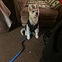 Baby Timber is registered to the contest to win money with this photo: puppy, dog, husky, pet, indoor, leash, carpet, jacket, furniture, armchair, blanket, brown, cute, animal, canine, young, tongue, sitting, home, cozy