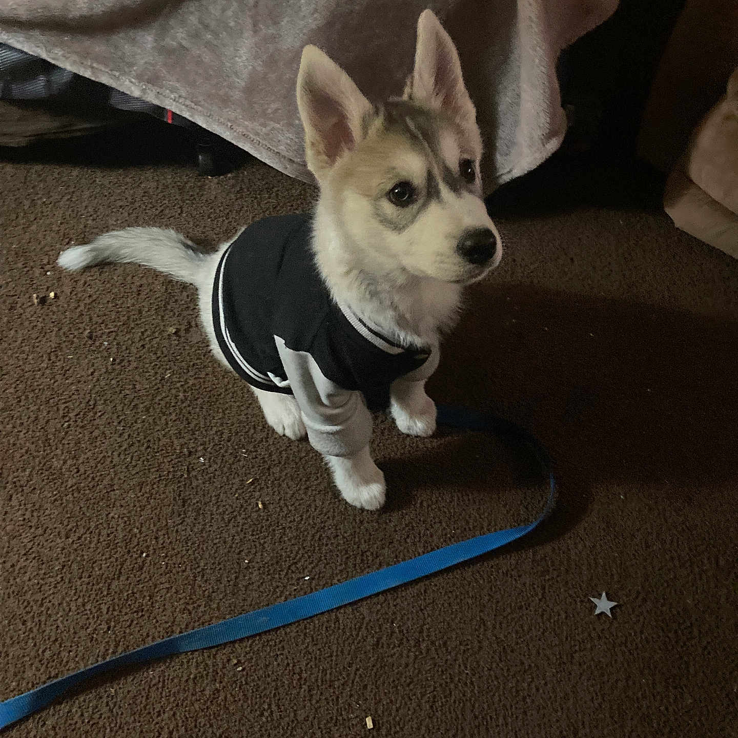 Baby Timber is registered to the contest to win money with this photo: animal, blanket, brown_carpet, carpet, cozy, cute, dog, domestic_pet, furniture, husky, indoor, jacket, leash, pet, puppy, red_shoe, sitting, small, star_object, young_dog