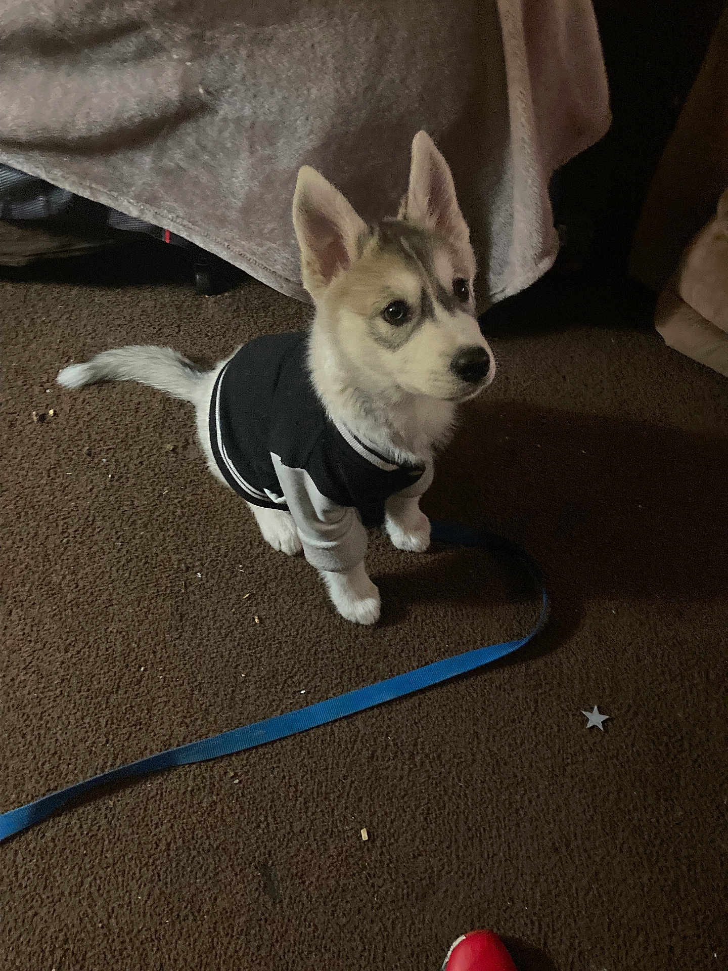 Baby Timber is registered to the contest to win money with this photo: animal, blanket, brown_carpet, carpet, cozy, cute, dog, domestic_pet, furniture, husky, indoor, jacket, leash, pet, puppy, red_shoe, sitting, small, star_object, young_dog