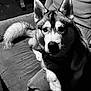 animal, black_and_white, canine, companion, couch, cozy, dog, ears, eyes, face, fur, furniture, husky, indoor, paw, pet, portrait, resting, sitting, tail