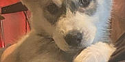 Baby Timber is registered to the contest to win money with this photo: puppy, dog, pet, animal, ears, fur, face, paw, human, arm, holding, indoor, closeup, cute, young, expression, looking, person, blurred_background, warm_lighting