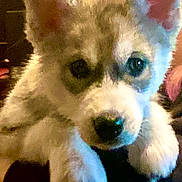 Baby Timber joined the competition — help win amazing prizes! puppy, dog, close_up, ears, fur, cute, pet, animal, indoor, face, eyes, nose, whiskers, young, mammal, canine, furry, portrait, front_view, domestic