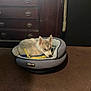 Baby Timber is registered to the contest to win money with this photo: puppy, dog_bed, carpet, indoor, furniture, wooden_cabinet, toy, brown_carpet, pet, canine, small_dog, cozy, resting, snug, household, living_room, domestic, cute, animal, bed