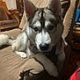 animal, beige, brown, canine, companion, couch, cozy, dog, domestic, ears, fur, furniture, household, husky, indoor, paw, pet, relaxed, snout, tail