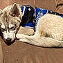blue, brown_couch, canine, comfortable, cozy, curled_up, cute, dog, domestic_animal, fur, fur_texture, indoors, mammal, pet, puppy, relaxed, resting, sleeping, sweater, young_dog
