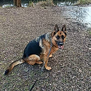 Tarah a rejoint le concours — aidez-le/la à gagner de superbes lots ! dog, german_shepherd, leash, sitting, outdoor, nature, tree, water, grass, leaves, parked_cars, canine, pet, animal, walk, brown, black, tongue_out, alert, happy