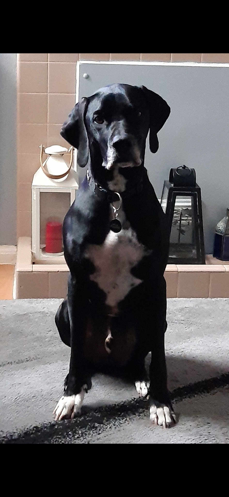 Apollo Apollo