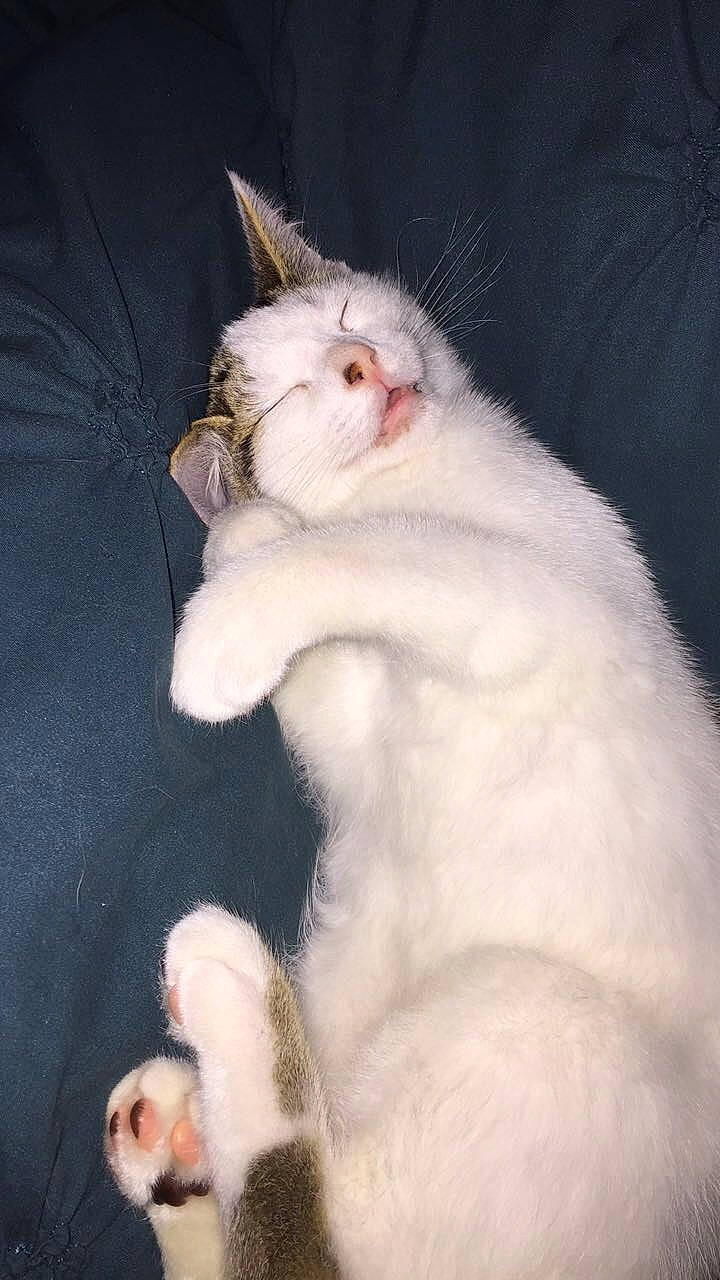 Herbie is registered to the contest to win money with this photo: carnivore, cat, claw, comfort, darkness, domestic_short_haired_cat, ear, fang, felidae, foot, fur, paw, small_to_medium_sized_cats, tail, whiskers