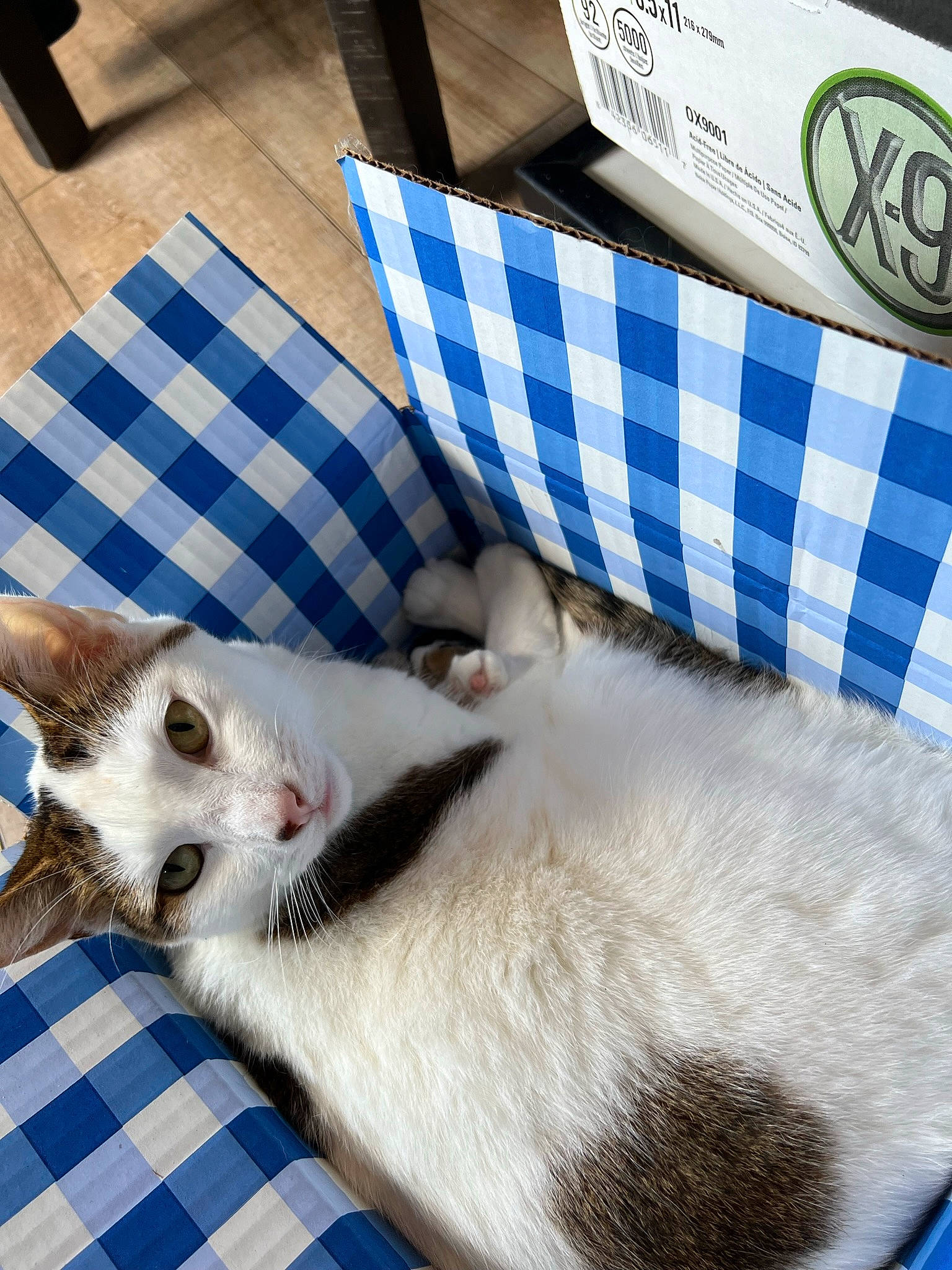 Herbie joined the competition — help win amazing prizes! carnivore, cat, cat_supply, collar, comfort, dog_breed, domestic_short_haired_cat, fawn, felidae, fur, mammal, paw, pet_supply, photo_caption, small_to_medium_sized_cats, snout, tail, vertebrate, whiskers, white